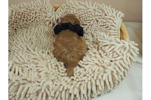 成約済の埼玉県のトイプードル-109525の3枚目