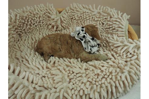 成約済の埼玉県のトイプードル-109526の5枚目