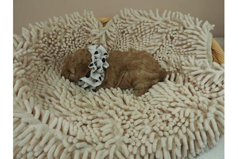 成約済の埼玉県のトイプードル-109526の4枚目