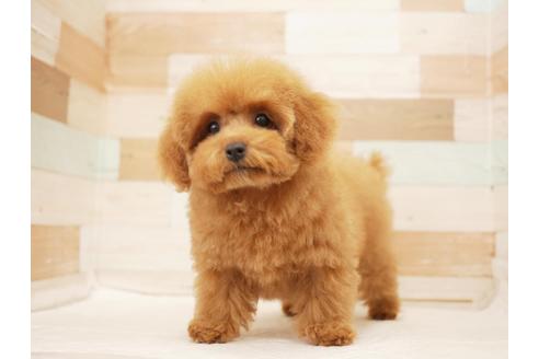 成約済の福岡県のトイプードル-105305の2枚目