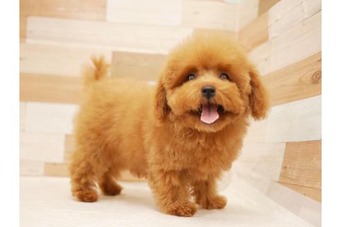 成約済の福岡県のトイプードル-105305の1枚目