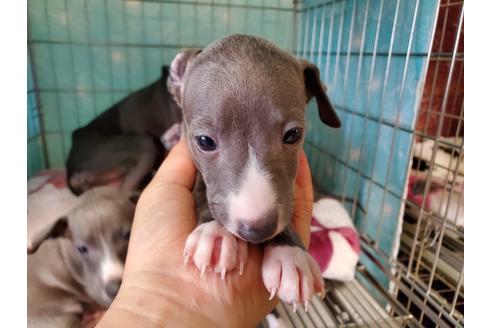 成約済の愛知県のイタリアングレーハウンド(イタグレ)-109545の1枚目