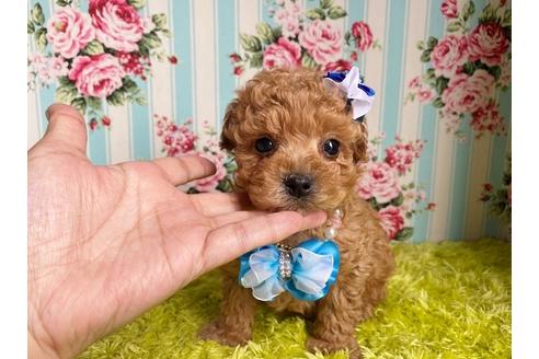成約済の秋田県のマルプー:マルチーズ×トイプードル-106848の2枚目