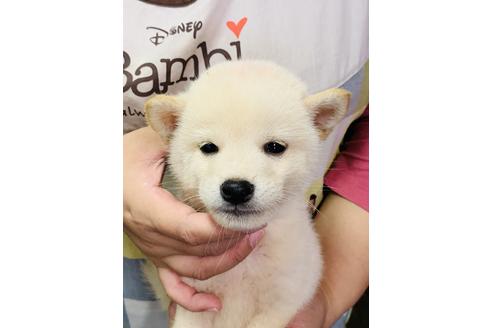 成約済の茨城県の柴犬-106876の1枚目