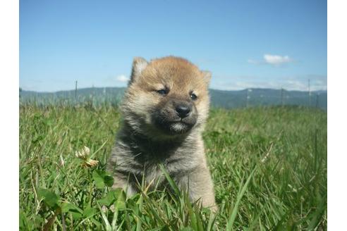 成約済の長野県の柴犬-109566の1枚目