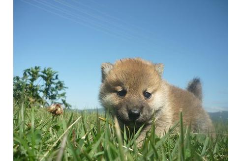 成約済の長野県の柴犬-109566の5枚目