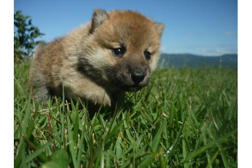 成約済の長野県の柴犬-109566の4枚目