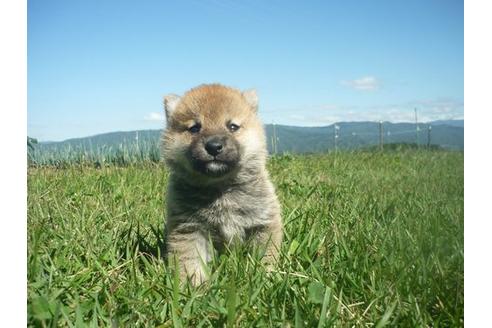 成約済の長野県の柴犬-109566の3枚目