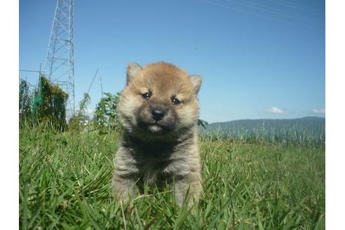 成約済の長野県の柴犬-109566の2枚目