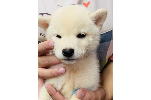成約済の茨城県の柴犬-109568の1枚目