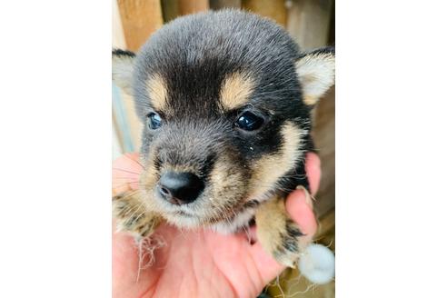 成約済の茨城県の柴犬-109571の1枚目