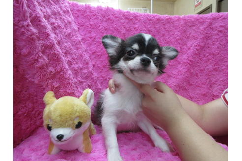 成約済の京都府のチワワ(ロングコート)-109578の1枚目