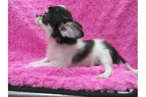 成約済の京都府のチワワ(ロングコート)-109578の3枚目