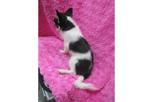 成約済の京都府のチワワ(ロングコート)-109578の2枚目