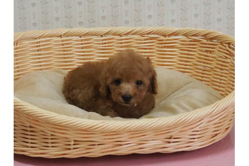 成約済の岡山県のトイプードル-108593の5枚目