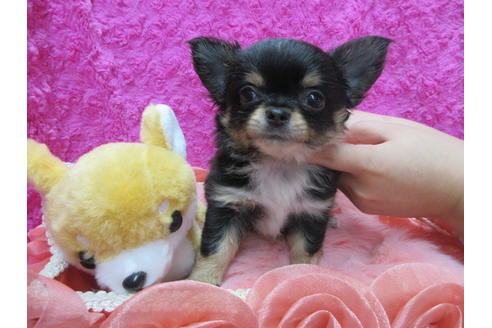 成約済の京都府のチワワ(ロングコート)-109585の1枚目