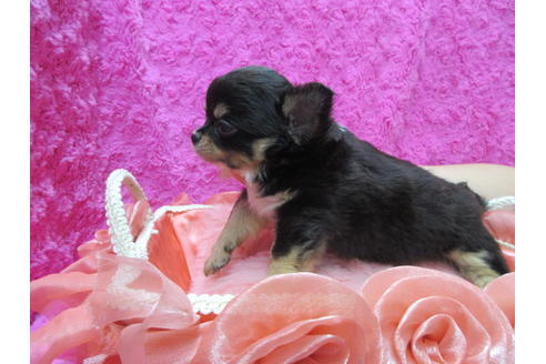 成約済の京都府のチワワ(ロングコート)-109585の3枚目