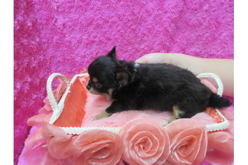 成約済の京都府のチワワ(ロングコート)-109585の2枚目