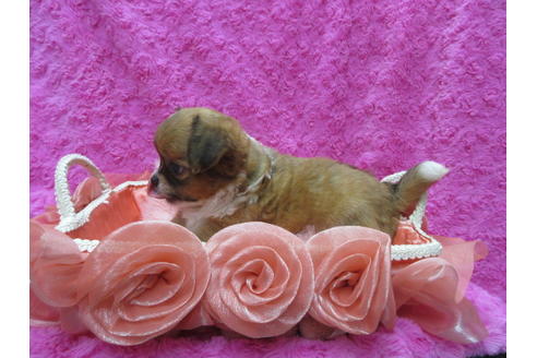 成約済の京都府のチワワ(ロングコート)-109587の3枚目