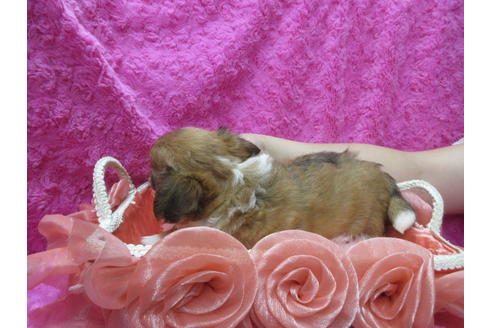 成約済の京都府のチワワ(ロングコート)-109587の2枚目