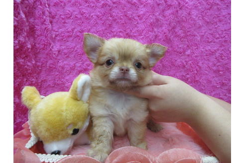 成約済の京都府のチワワ(ロングコート)-109592