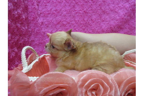 成約済の京都府のチワワ(ロングコート)-109592の3枚目