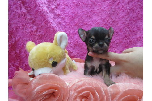 成約済の京都府のチワワ(スムースコート)-109593