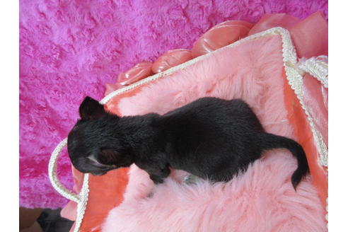 成約済の京都府のチワワ(スムースコート)-109593の2枚目