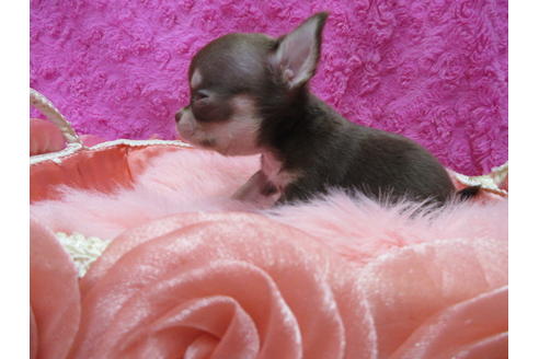 成約済の京都府のチワワ(スムースコート)-109595の3枚目