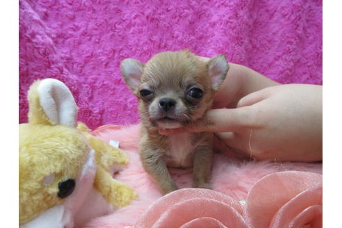 成約済の京都府のチワワ(スムースコート)-109597の1枚目