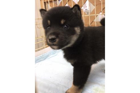 成約済の宮城県の柴犬-109478