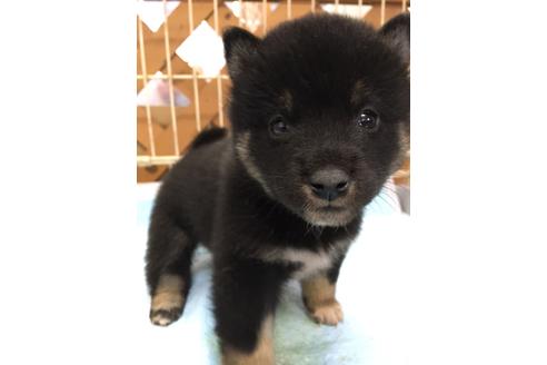 成約済の宮城県の柴犬-109601