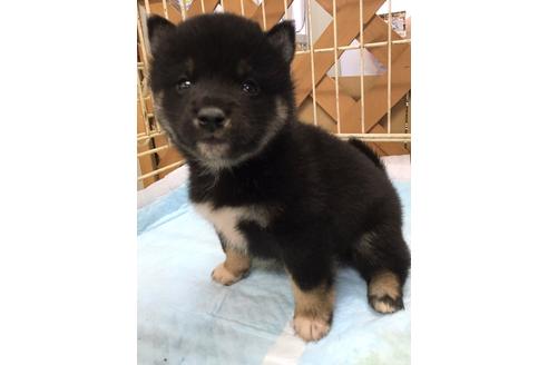 成約済の宮城県の柴犬-109602