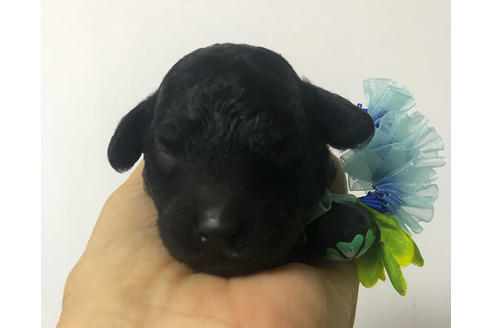 成約済の千葉県のトイプードル-108007の1枚目