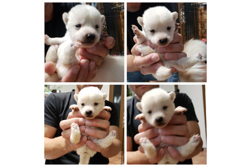 成約済の北海道の柴犬-107982