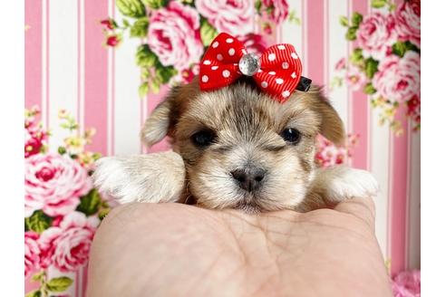 成約済の秋田県のミックス犬-109037の1枚目