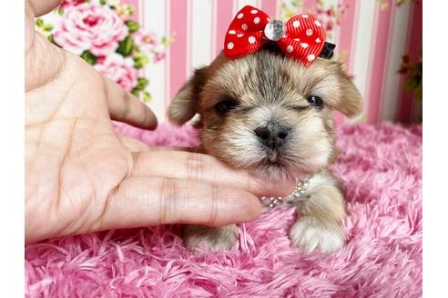 成約済の秋田県のミックス犬-109037の3枚目