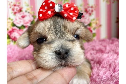 成約済の秋田県のミックス犬-109037の2枚目