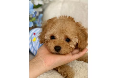 成約済の埼玉県のタイニープードル-109647の1枚目