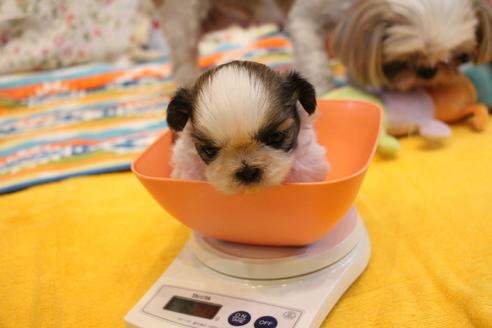 成約済の愛知県のシーズー-107913の72枚目