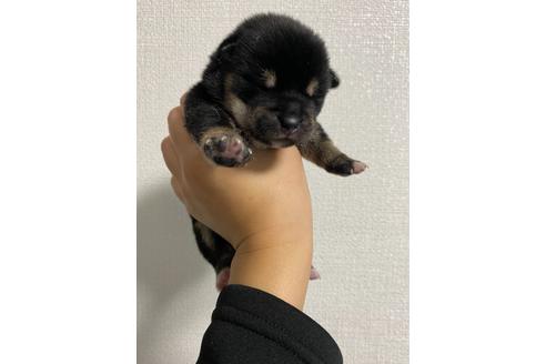 成約済の山梨県の柴犬-109370の5枚目