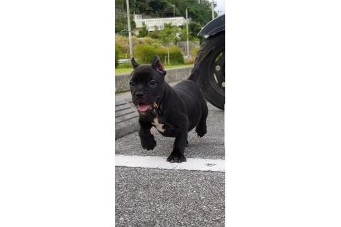 成約済の沖縄県のミックス犬-105268の20枚目