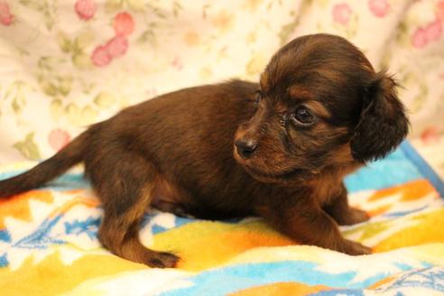 成約済の愛知県のカニンヘンダックスフンド(ロングヘアード)-106545の17枚目