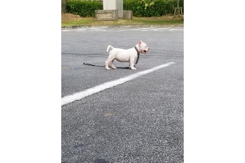成約済の沖縄県のミックス犬-105272の19枚目
