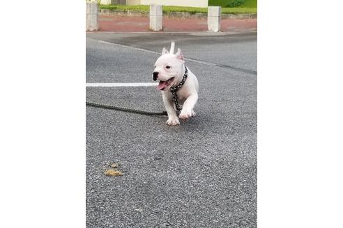 成約済の沖縄県のミックス犬-105272の17枚目