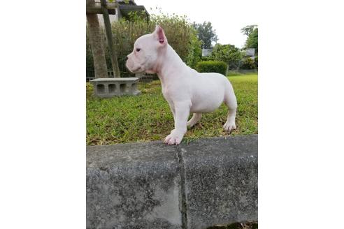 成約済の沖縄県のミックス犬-105272の15枚目