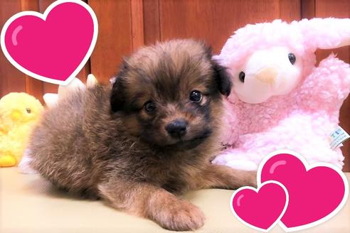 成約済の茨城県のミックス犬-109708の5枚目