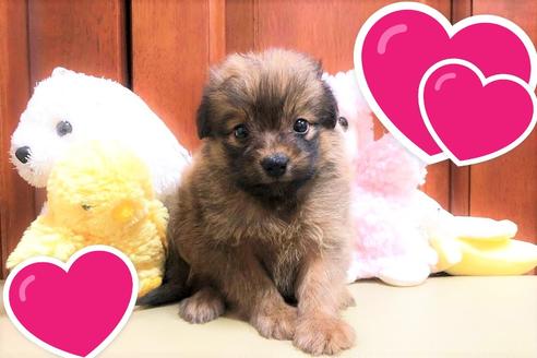 成約済の茨城県のミックス犬-109708の4枚目