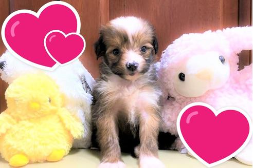 成約済の茨城県のミックス犬-109709の4枚目