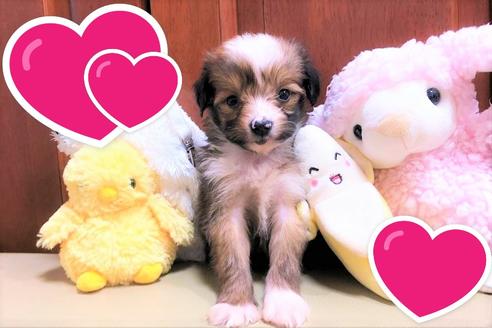 成約済の茨城県のミックス犬-109709の3枚目